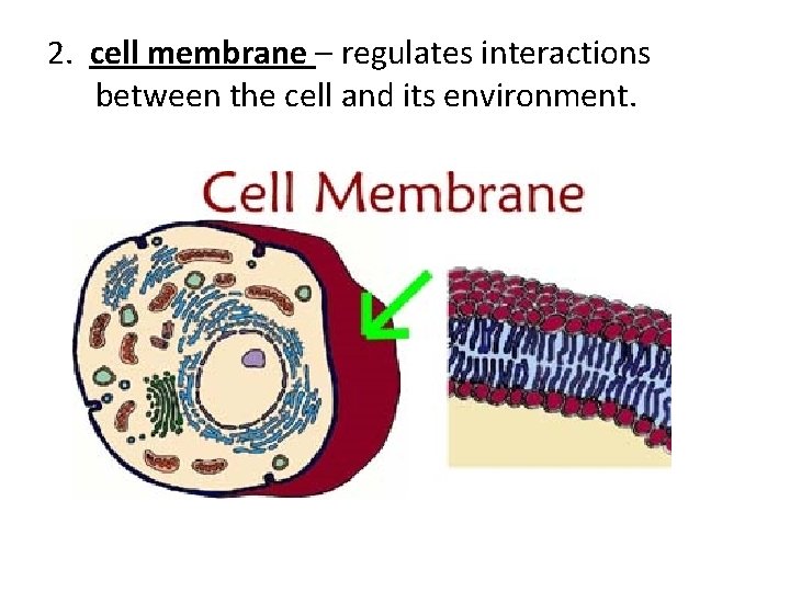 2. cell membrane – regulates interactions between the cell and its environment. 