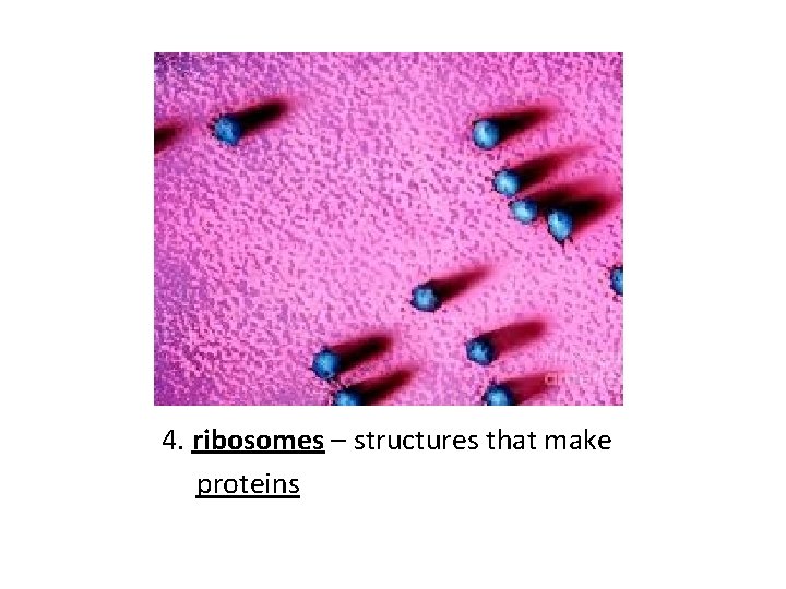4. ribosomes – structures that make proteins 