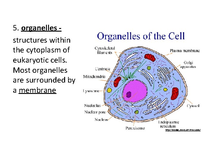 5. organelles structures within the cytoplasm of eukaryotic cells. Most organelles are surrounded by