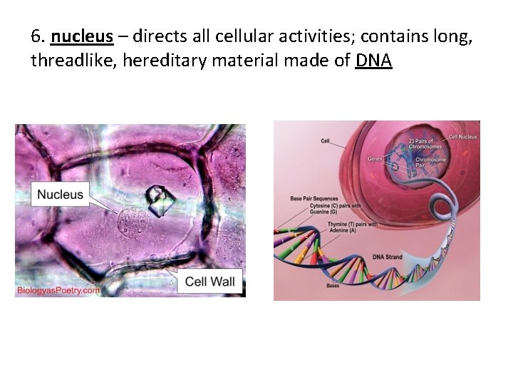 6. nucleus – directs all cellular activities; contains long, threadlike, hereditary material made of