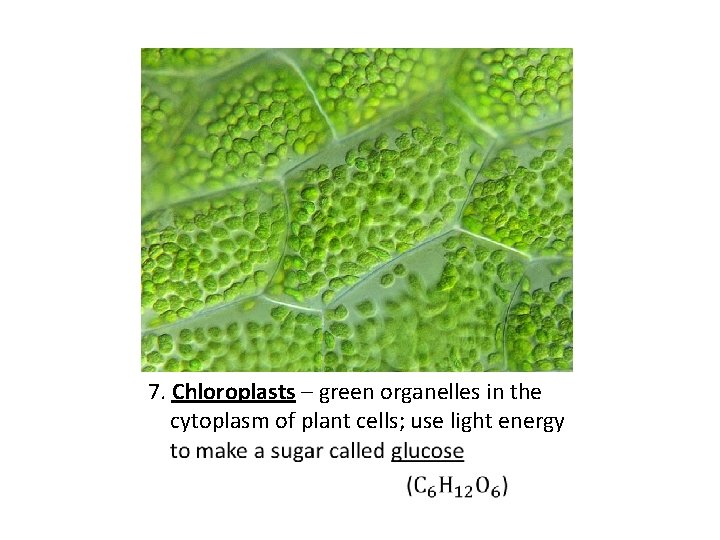 7. Chloroplasts – green organelles in the cytoplasm of plant cells; use light energy