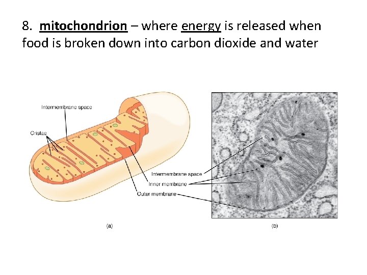 8. mitochondrion – where energy is released when food is broken down into carbon