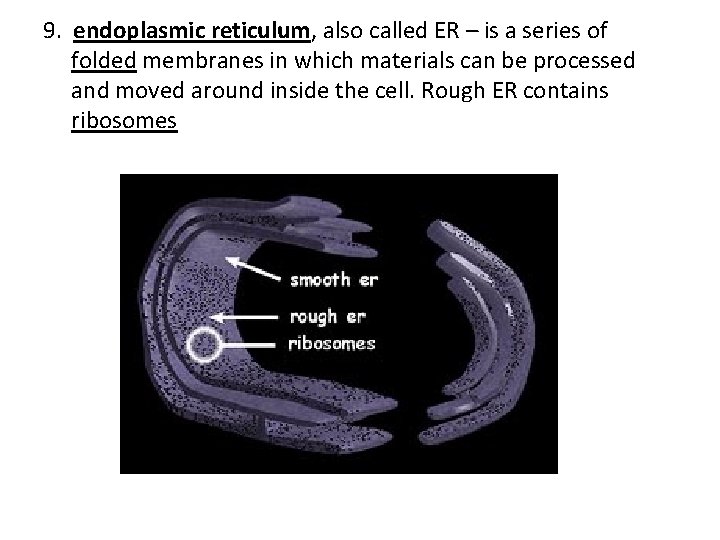 9. endoplasmic reticulum, also called ER – is a series of folded membranes in