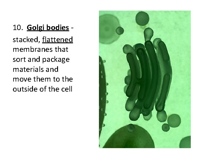 10. Golgi bodies stacked, flattened membranes that sort and package materials and move them