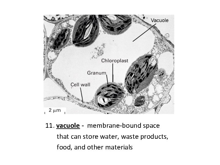 11. vacuole - membrane-bound space that can store water, waste products, food, and other