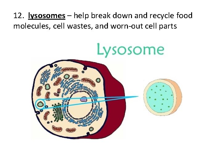 12. lysosomes – help break down and recycle food molecules, cell wastes, and worn-out