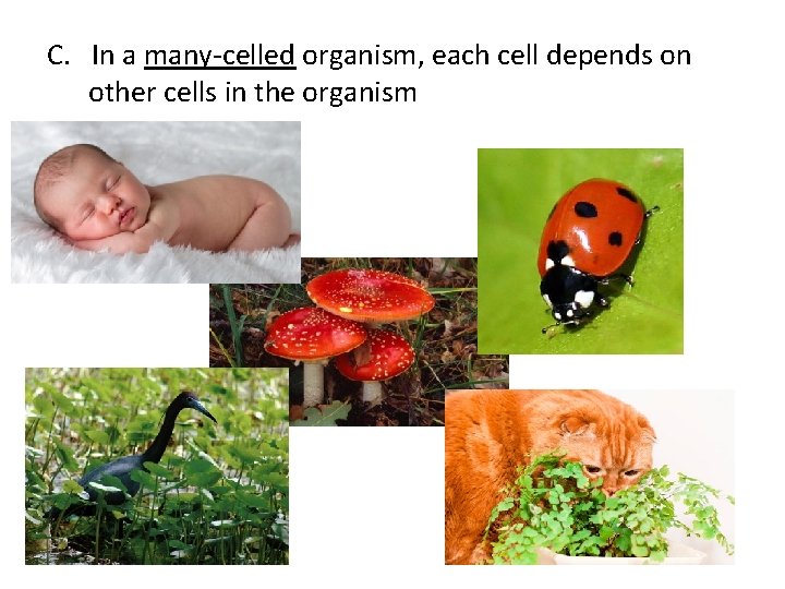 C. In a many-celled organism, each cell depends on other cells in the organism