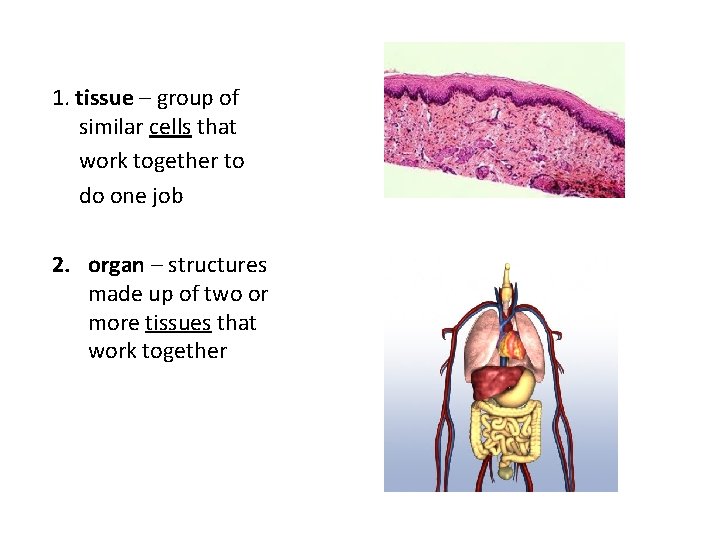 1. tissue – group of similar cells that work together to do one job