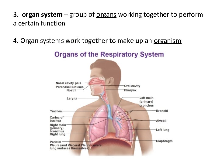 3. organ system – group of organs working together to perform a certain function