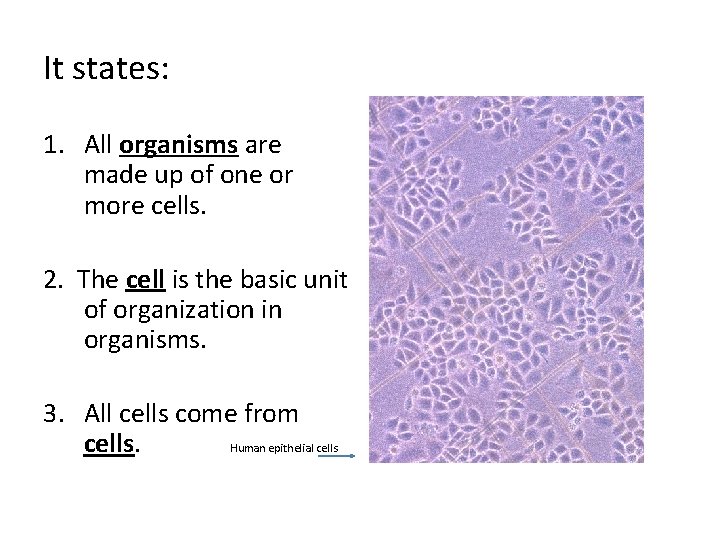 It states: 1. All organisms are made up of one or more cells. 2.