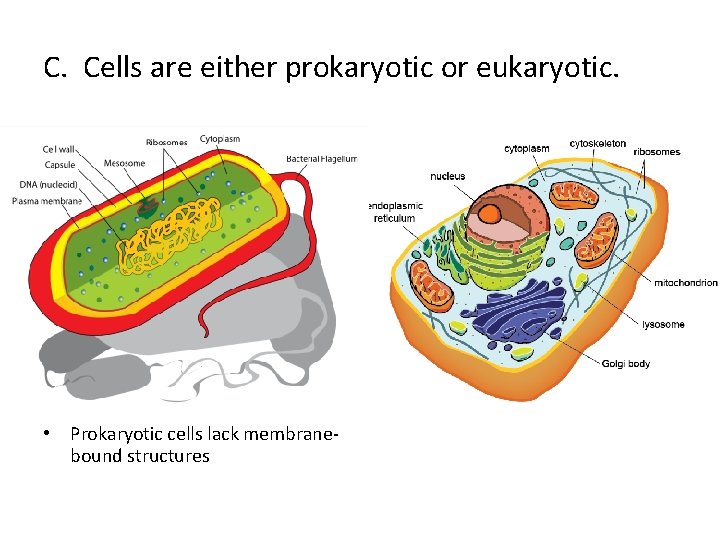 C. Cells are either prokaryotic or eukaryotic. • Prokaryotic cells lack membranebound structures 