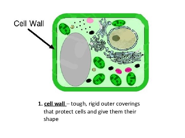 1. cell wall – tough, rigid outer coverings that protect cells and give them