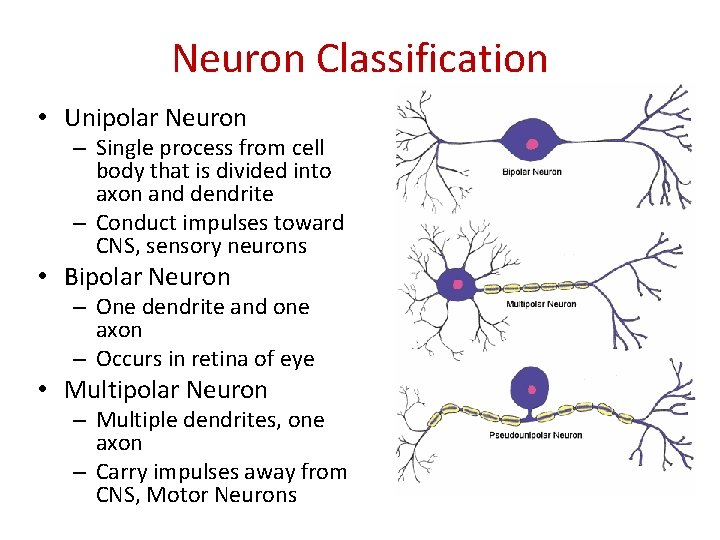 Neuron Classification • Unipolar Neuron – Single process from cell body that is divided