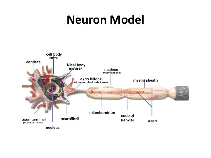 Neuron Model 