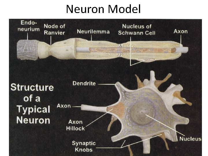 Neuron Model Pre 