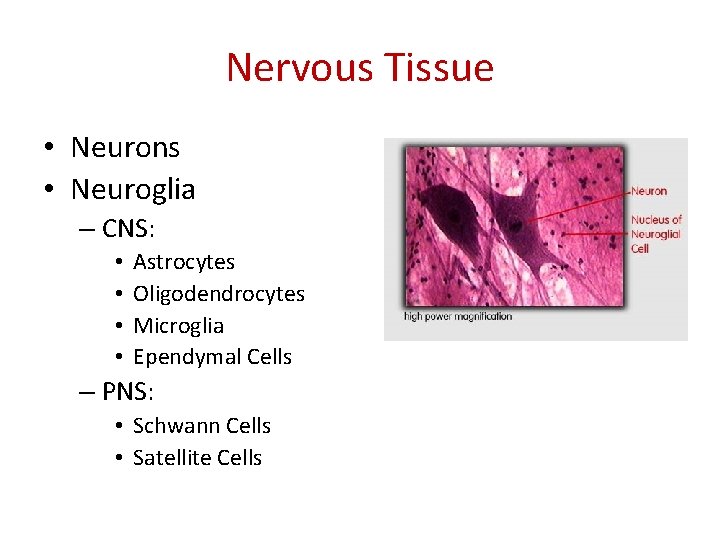 Nervous Tissue • Neurons • Neuroglia – CNS: • • Astrocytes Oligodendrocytes Microglia Ependymal