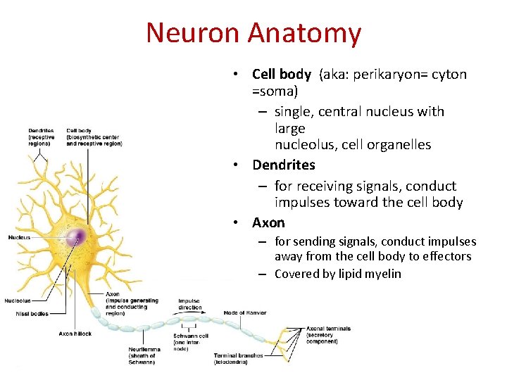 Neuron Anatomy • Cell body (aka: perikaryon= cyton =soma) – single, central nucleus with