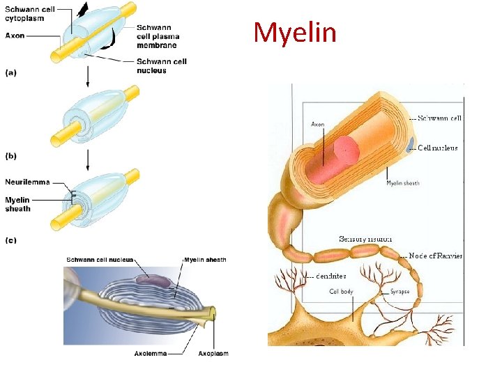 Myelin 