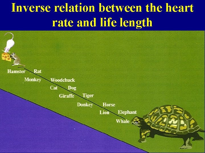 Inverse relation between the heart rate and life length 