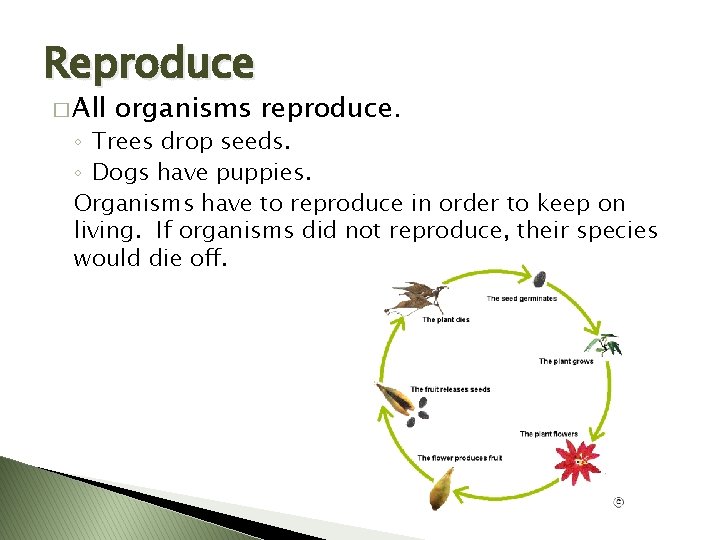 Reproduce � All organisms reproduce. ◦ Trees drop seeds. ◦ Dogs have puppies. Organisms