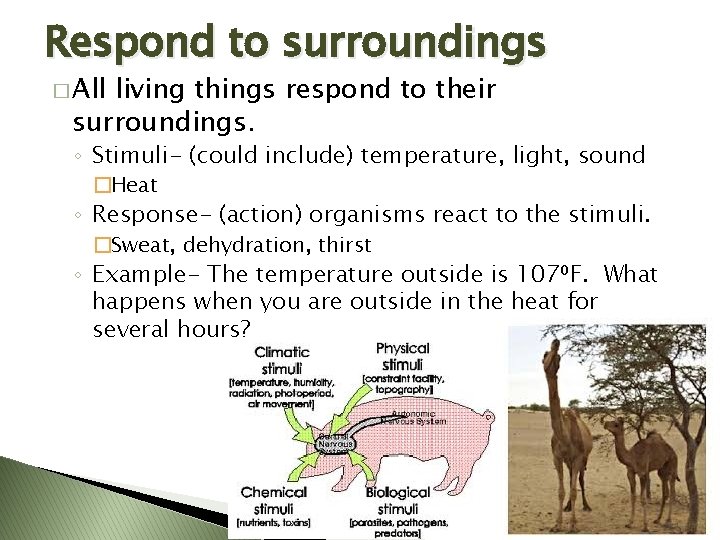 Respond to surroundings � All living things respond to their surroundings. ◦ Stimuli- (could