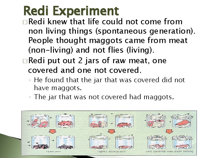 Redi Experiment � Redi knew that life could not come from non living things