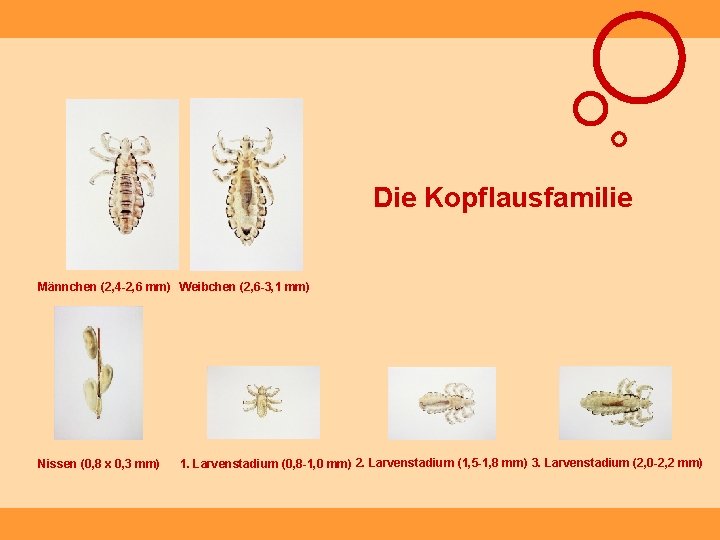 Die Kopflausfamilie Männchen (2, 4 -2, 6 mm) Weibchen (2, 6 -3, 1 mm)