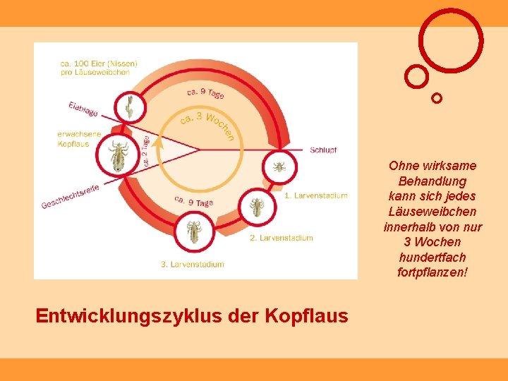 Ohne wirksame Behandlung kann sich jedes Läuseweibchen innerhalb von nur 3 Wochen hundertfach fortpflanzen!