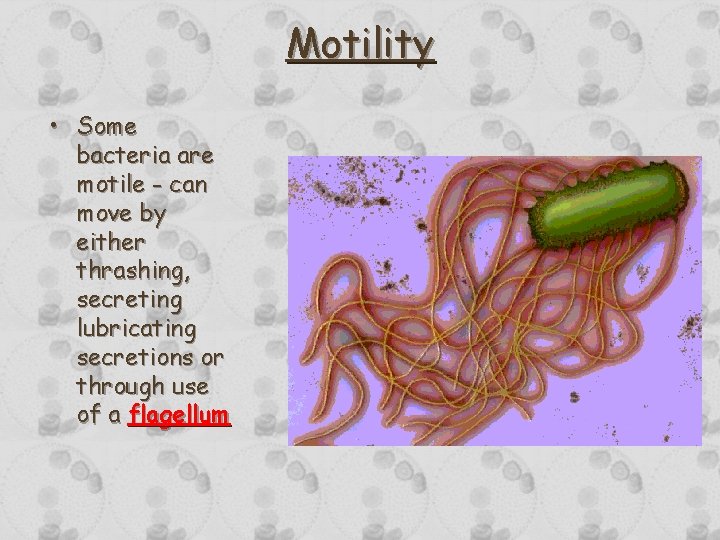 Motility • Some bacteria are motile - can move by either thrashing, secreting lubricating