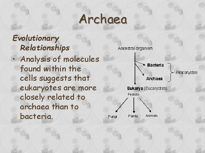 Archaea Evolutionary Relationships • Analysis of molecules found within the cells suggests that eukaryotes