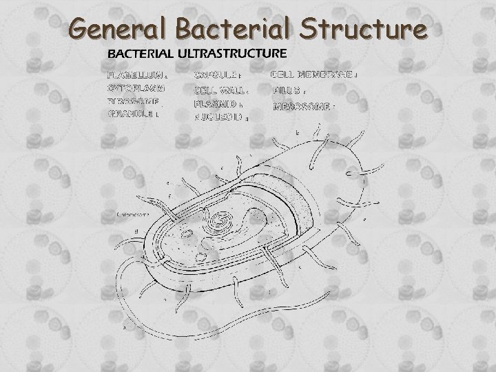 General Bacterial Structure General Bacterial Structure