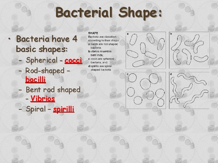 Bacterial Shape: • Bacteria have 4 basic shapes: – Spherical - cocci – Rod-shaped