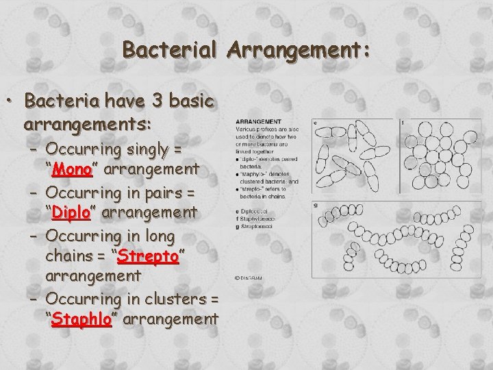 Bacterial Arrangement: • Bacteria have 3 basic arrangements: – Occurring singly = “Mono” arrangement