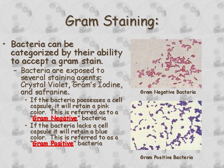 Gram Staining: • Bacteria can be categorized by their ability to accept a gram