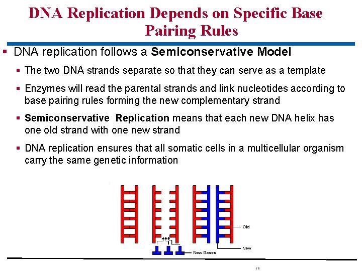 DNA Replication Depends on Specific Base Pairing Rules § DNA replication follows a Semiconservative