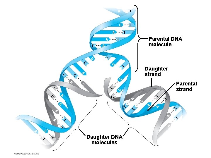 A T G A A T Parental DNA molecule T A G C Daughter