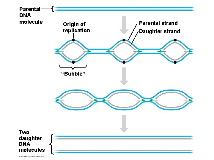 Parental DNA molecule Origin of replication “Bubble” Two daughter DNA molecules Parental strand Daughter