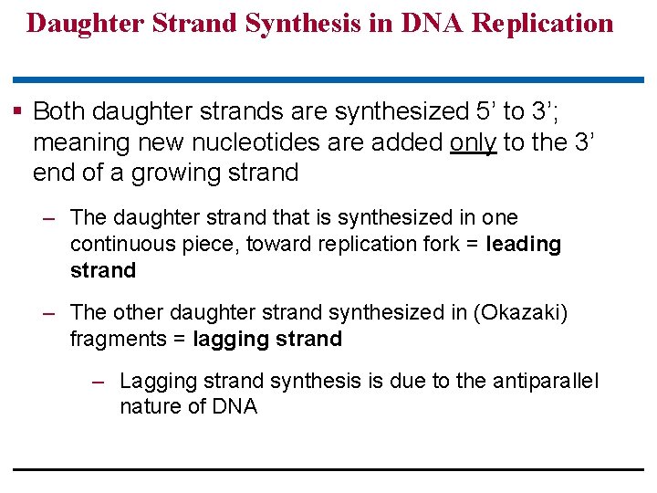 Daughter Strand Synthesis in DNA Replication § Both daughter strands are synthesized 5’ to