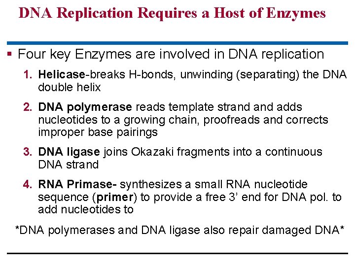 DNA Replication Requires a Host of Enzymes § Four key Enzymes are involved in