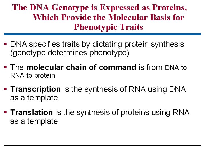 The DNA Genotype is Expressed as Proteins, Which Provide the Molecular Basis for Phenotypic