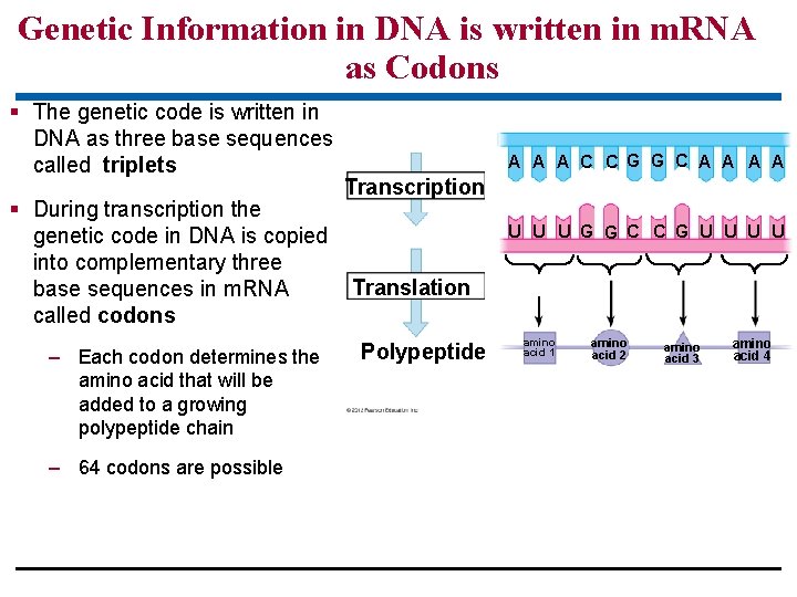 Genetic Information in DNA is written in m. RNA as Codons § The genetic