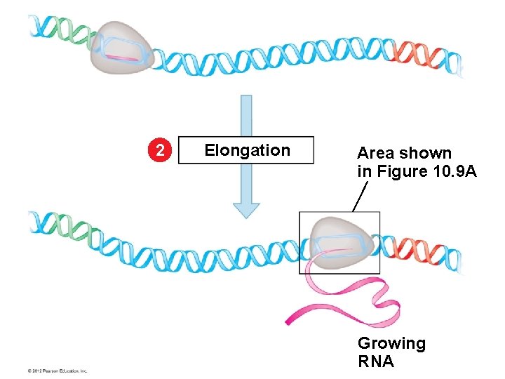 2 Elongation Area shown in Figure 10. 9 A Growing RNA 