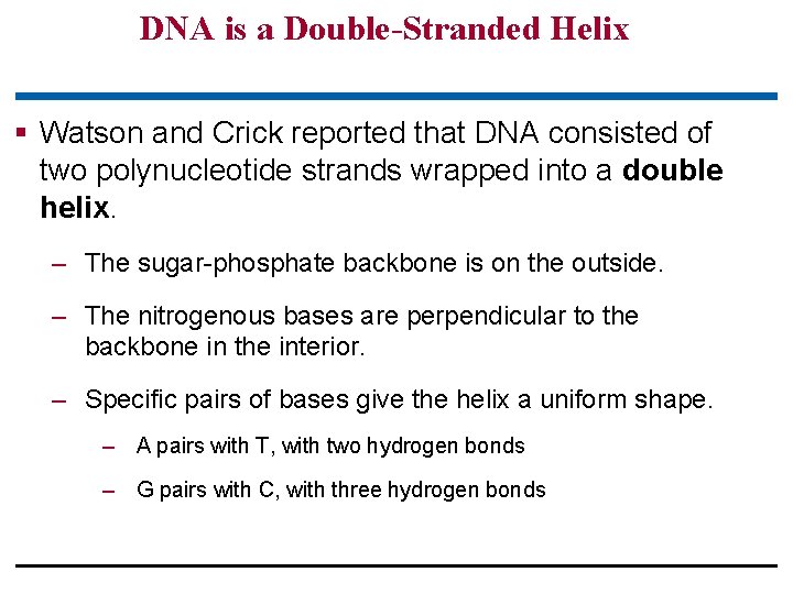 DNA is a Double-Stranded Helix § Watson and Crick reported that DNA consisted of