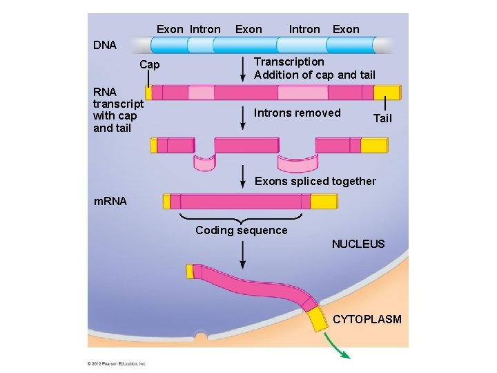 Exon Intron Exon DNA Cap RNA transcript with cap and tail Transcription Addition of