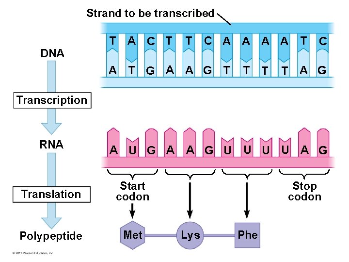 Strand to be transcribed DNA T A C T T C A A T