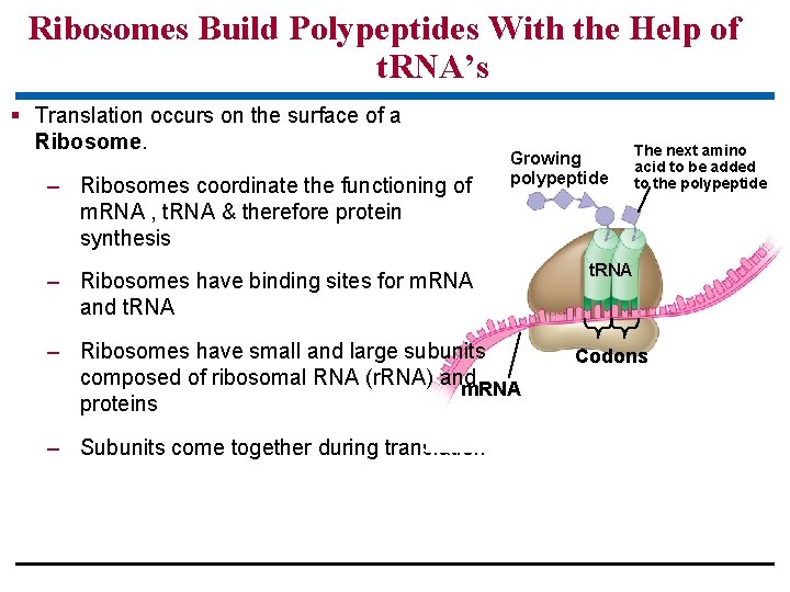 Ribosomes Build Polypeptides With the Help of t. RNA’s § Translation occurs on the