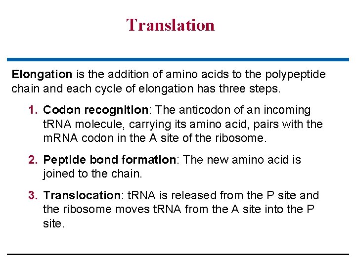 Translation Elongation is the addition of amino acids to the polypeptide chain and each
