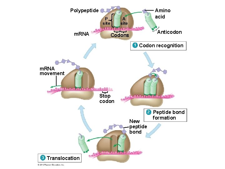 Polypeptide P site m. RNA Amino acid A site Anticodon Codons 1 Codon recognition