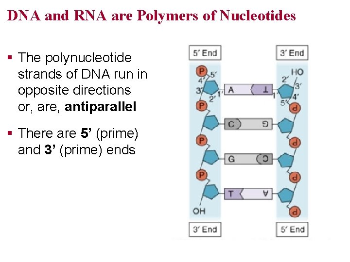 DNA and RNA are Polymers of Nucleotides § The polynucleotide strands of DNA run