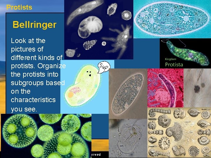 Protists Bellringer Look at the pictures of different kinds of protists. Organize the protists